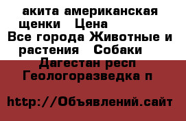 акита американская.щенки › Цена ­ 75 000 - Все города Животные и растения » Собаки   . Дагестан респ.,Геологоразведка п.